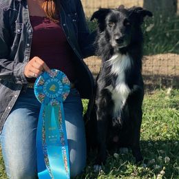 Australian Shepherds from Fastlane Australian Shepherd