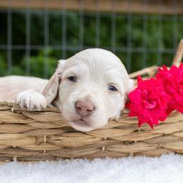 Nova - Cream female Dachshund puppy in Excel, Alabama from CJ’s Little Palace