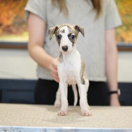 Freckle - White and fawn brindle female Whippet puppy in Atlanta, Georgia from Sinaj