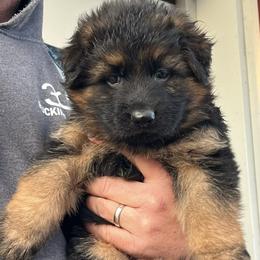 Pink girl - Black and red female German Shepherd puppy in Humboldt, Iowa from Valiant Shepherds