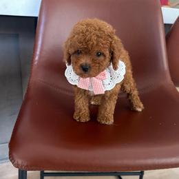 Phoenix - Red  female Goldendoodle puppy in Charlotte, North Carolina from Barkins and Company