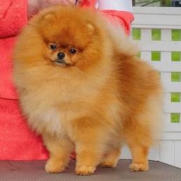Romeo - Pomeranian