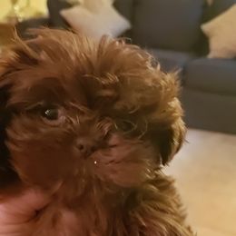 Goldendoodle and Shih Tzu Puppies from Angel Companions Farm