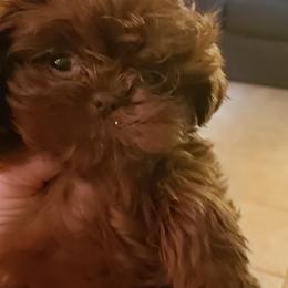 Goldendoodle and Shih Tzu Puppies from Angel Companions Farm