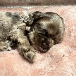 Bee - Brown and tan female Cocker Spaniel puppy in Camp Douglas, Wisconsin from Bluff Country Cockers