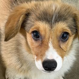 Girl 2 - Red female Pembroke Welsh Corgi puppy in Moulton, Alabama from Reed's Pembroke Corgi Welsh