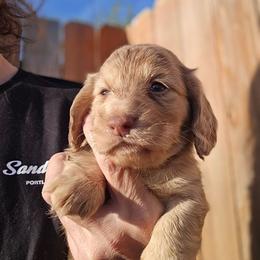 Mocha's dapple 3 - Dapple female Dachshund puppy in Lyle, Washington from Wines Wienery