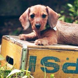 Dachshund Puppies from Lavendell Dachshunds
