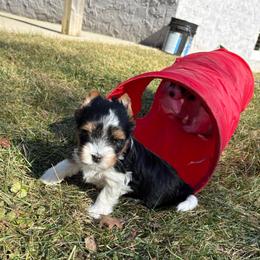 Flora - Black tan and white female Biewer Terrier puppy in Philipsburg, Pennsylvania from Happy Valley Biewer Terriers