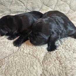 Boy 2 - Black male Labrador Retriever puppy in North Pole, Alaska from Mulberry Retrievers