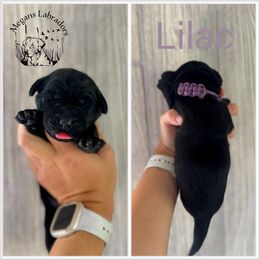 Lilac - Black female Labrador Retriever puppy in Ste. Genevieve, Missouri from Megans Labradors