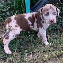Purple collar girl - Red merle female Catahoula Leopard Dog puppy in Gadsden, Alabama from Rich Cat’s