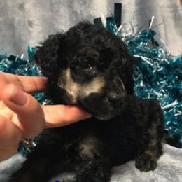 Poodle Puppies from Heartland Standard Poodles