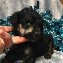 Poodle Puppies from Heartland Standard Poodles
