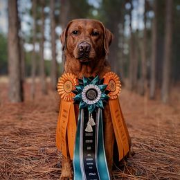 Aries - Labrador Retriever