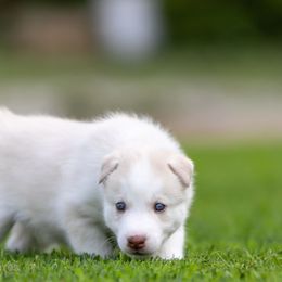 Siberian Husky Puppies from Lilbearshuskies