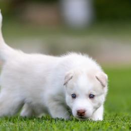 Siberian Husky Puppies from Lilbearshuskies