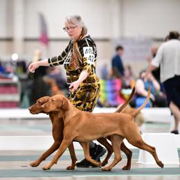 Honey - Vizsla
