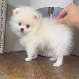 Paris - White female Pomeranian puppy in Phoenix, Arizona from Luxpomz