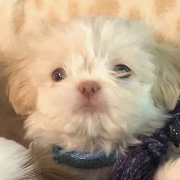 Gracie - Shih Tzu