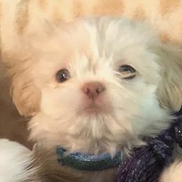 Gracie - Shih Tzu