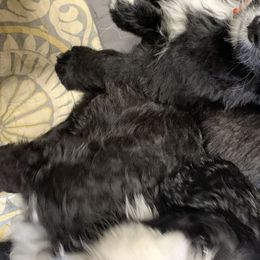 Bernedoodle Puppies from Mountain Poppy Bernedoodles