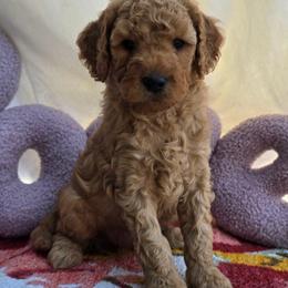 Asher - Red  male Goldendoodle puppy in Seymour, Tennessee from Lollie's Doodles