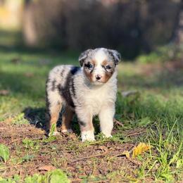 Jason - Blue merle male Australian Shepherd puppy in Argyle, Iowa from Country Time Kennels
