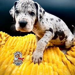 Kissy - Merle female Great Dane puppy in White City, Kansas from Southwind Great Danes