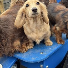Ginny - Cream female Dachshund puppy in Steele, Alabama from Taylored Dachshunds
