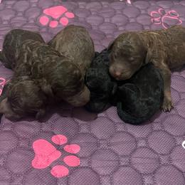 Boy 2 - Brown male Poodle puppy in Calimesa, California from Teakwood Poodles of SoCal