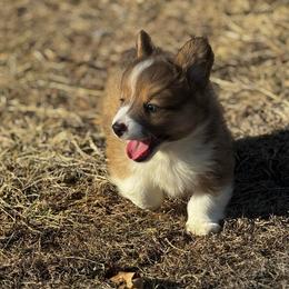 Sparky - White and fawn male Pembroke Welsh Corgi puppy in Nortonville, Kansas from Low Riders Corgis & Mini Aussies