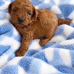 Lexus - Red  male Poodle puppy in Naples, Florida from Paradise Paws