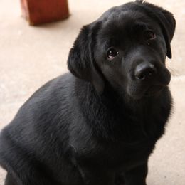 Labrador Retriever Puppies from B.E.S.T. Service Dogs