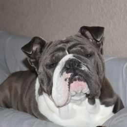 Bulldogs and French Bulldogs from Over the Mhoon Bullies & Royal Frenchies