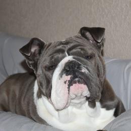 Bulldogs and French Bulldogs from Over the Mhoon Bullies & Royal Frenchies