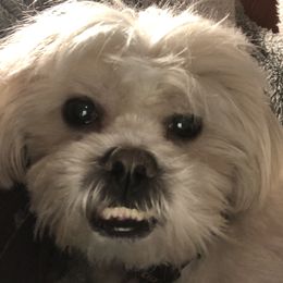Oliver Moppington - Shih Tzu