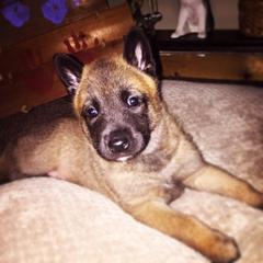Belgian Malinois, Border Collie, and German Shepherd Puppies from Fairlane Kennels
