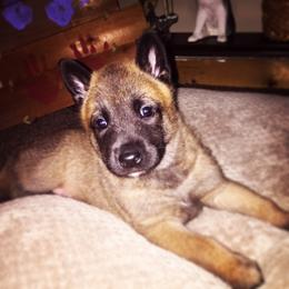 Belgian Malinois, Border Collie, and German Shepherd Puppies from Fairlane Kennels