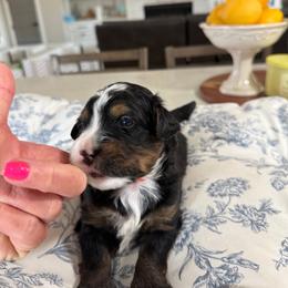 Orange - Tri-color male Bernedoodle puppy in Indiahoma, Oklahoma from Farm Fresh Doodles
