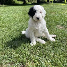 Sheepadoodle Puppies from Evergreen Mountain Doodles