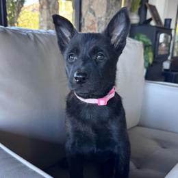 Skye - Gold brindle female Dutch Shepherd puppy in San Diego, California from TecK9s