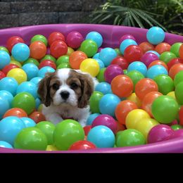 Cavalier King Charles Spaniel Puppies from Cavalier Kisses