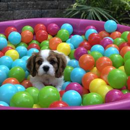 Cavalier King Charles Spaniel Puppies from Cavalier Kisses