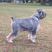 Kismet - Standard Schnauzer