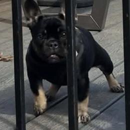 Pansy - Black and tan female French Bulldog puppy in Georgetown, Virginia from Kountryrusfrenchies