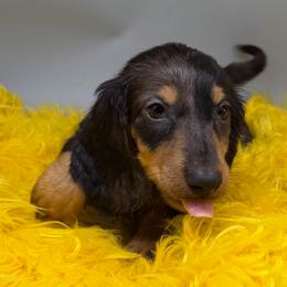 Five (Orange) - Dapple male Dachshund puppy in Salyersville, Kentucky from Lavendell Dachshunds