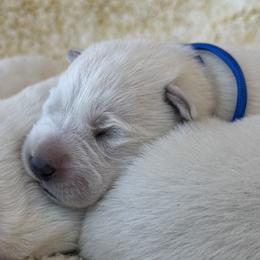 Boy 3 - White male German Shepherd puppy in Bexar County, Texas from Scenic Creek German Shepherds and White Swiss Shepherds