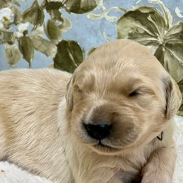 Winter - Light golden male Golden Retriever puppy in Doniphan, Missouri from Stockford’s Golden Retrievers