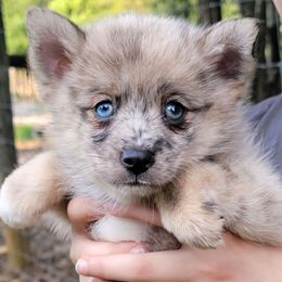 Merle pup - Merle male Pomsky puppy in Gladstone, Virginia from Rustic Charms Miniature Huskys